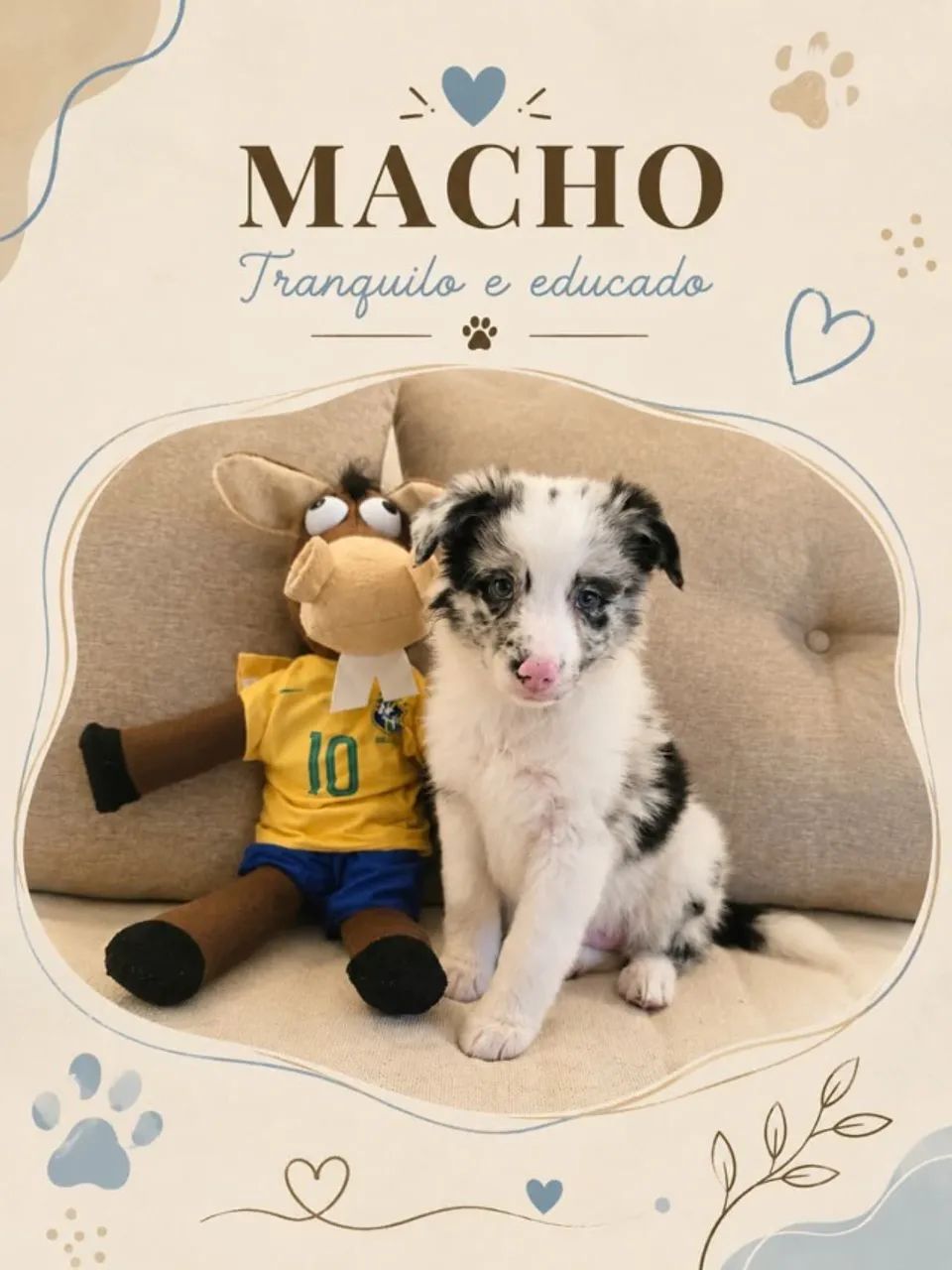 Filhotes de Border Collie