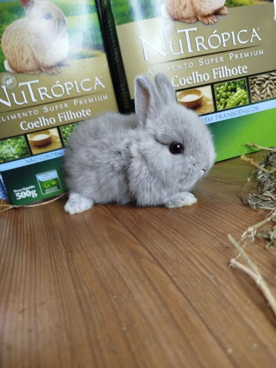 Anão Netherland Dwarf 65570227551746123