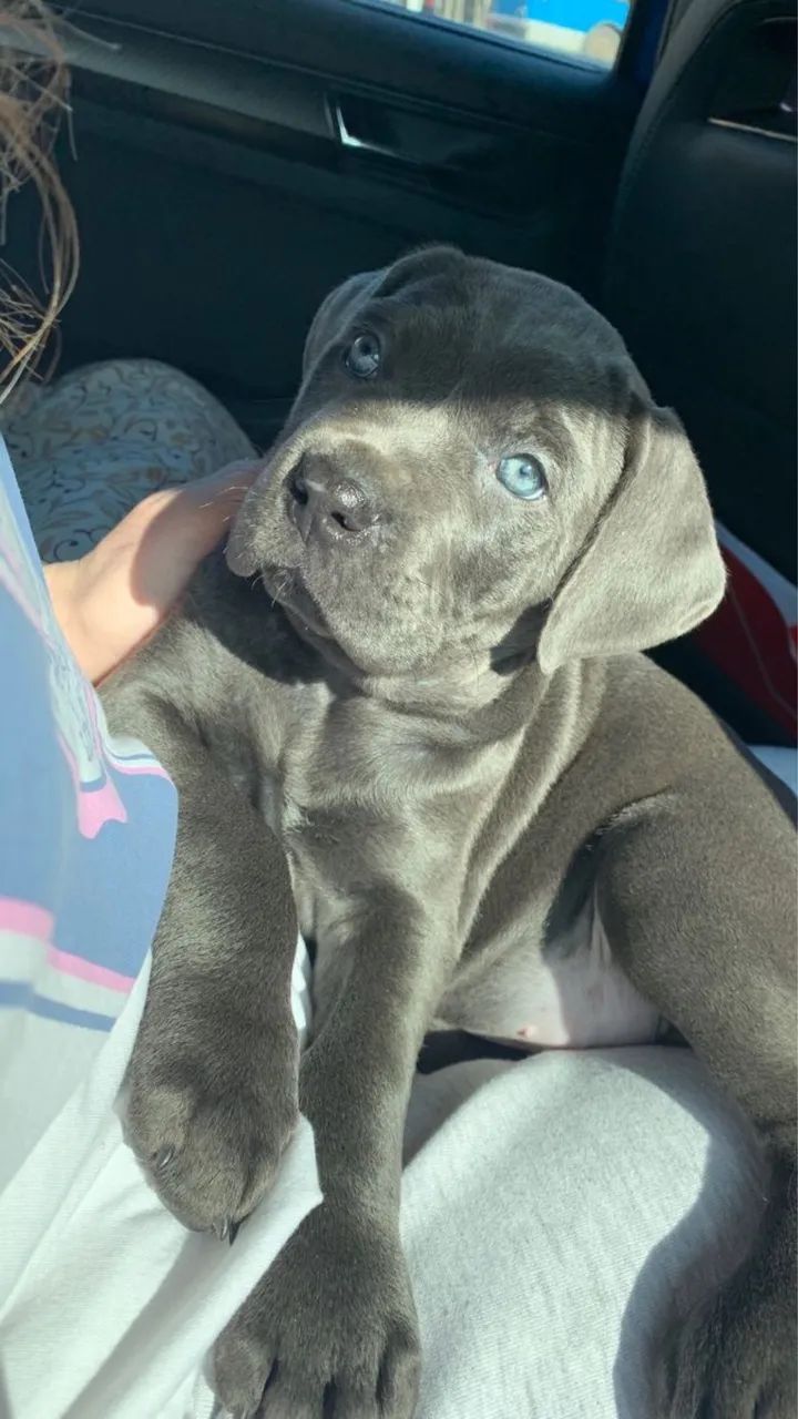 Cane corso 