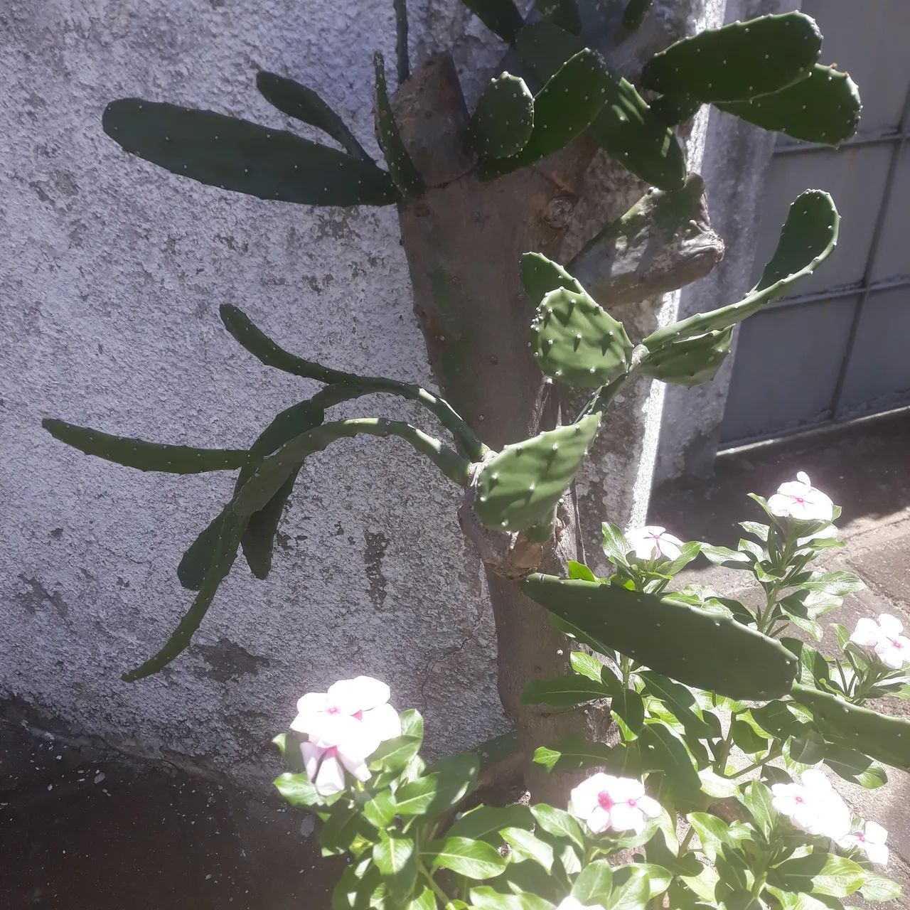 Planta - Foto 3