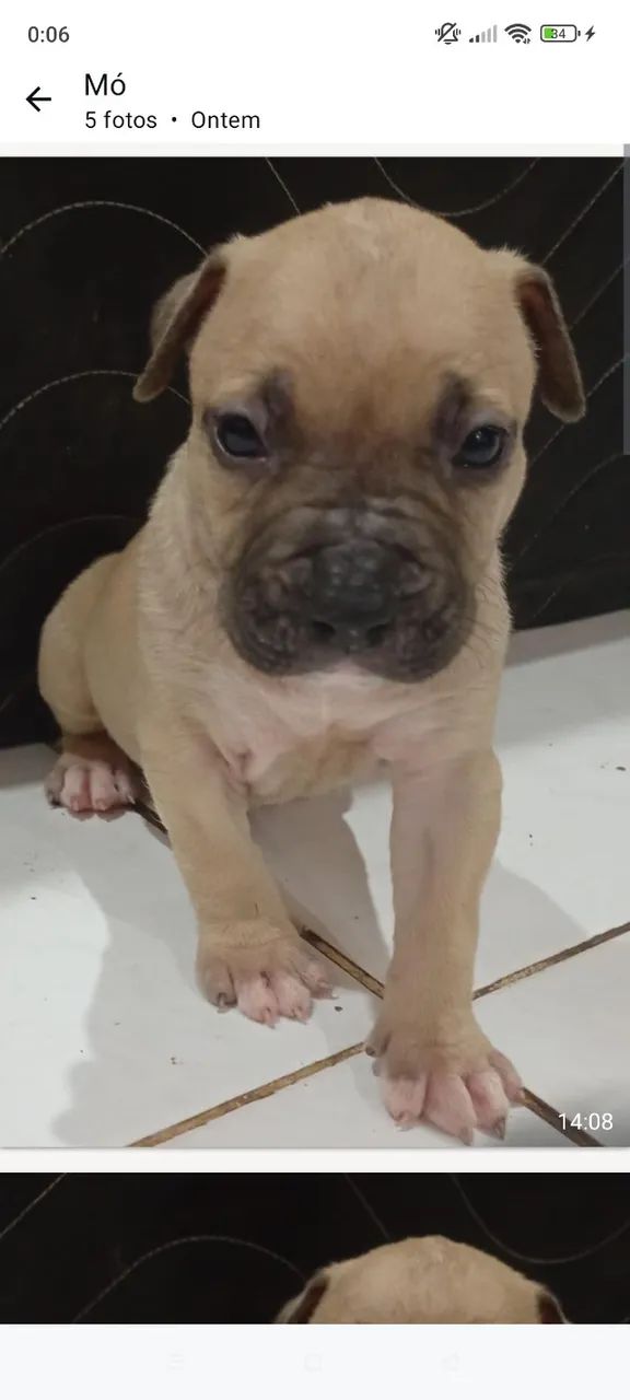 Cachorros Pit Bull  - Foto 3