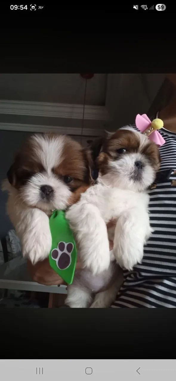 Shih Tzu - Foto 3