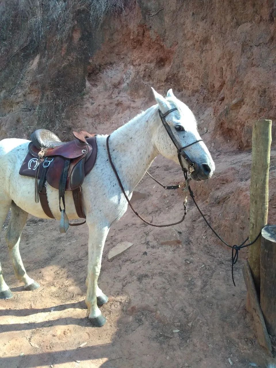 Cavalo marcha picada  - Foto 4