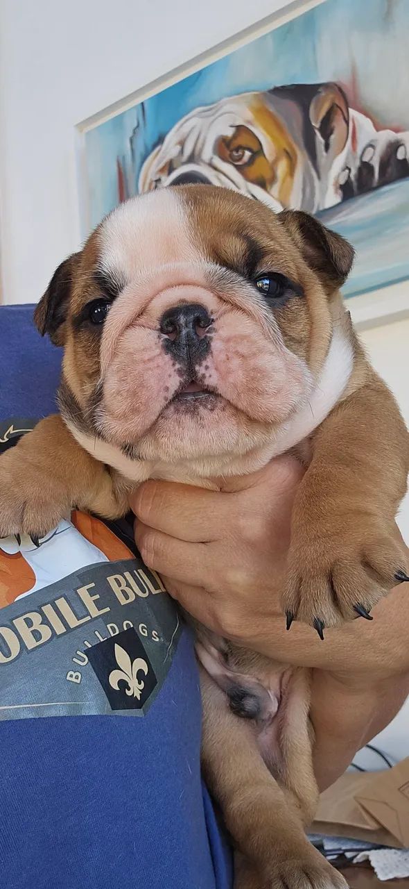 Bulldog Inglês  - Foto 3