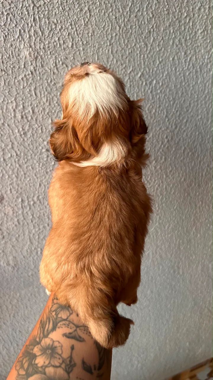 Vendo  - Foto 3