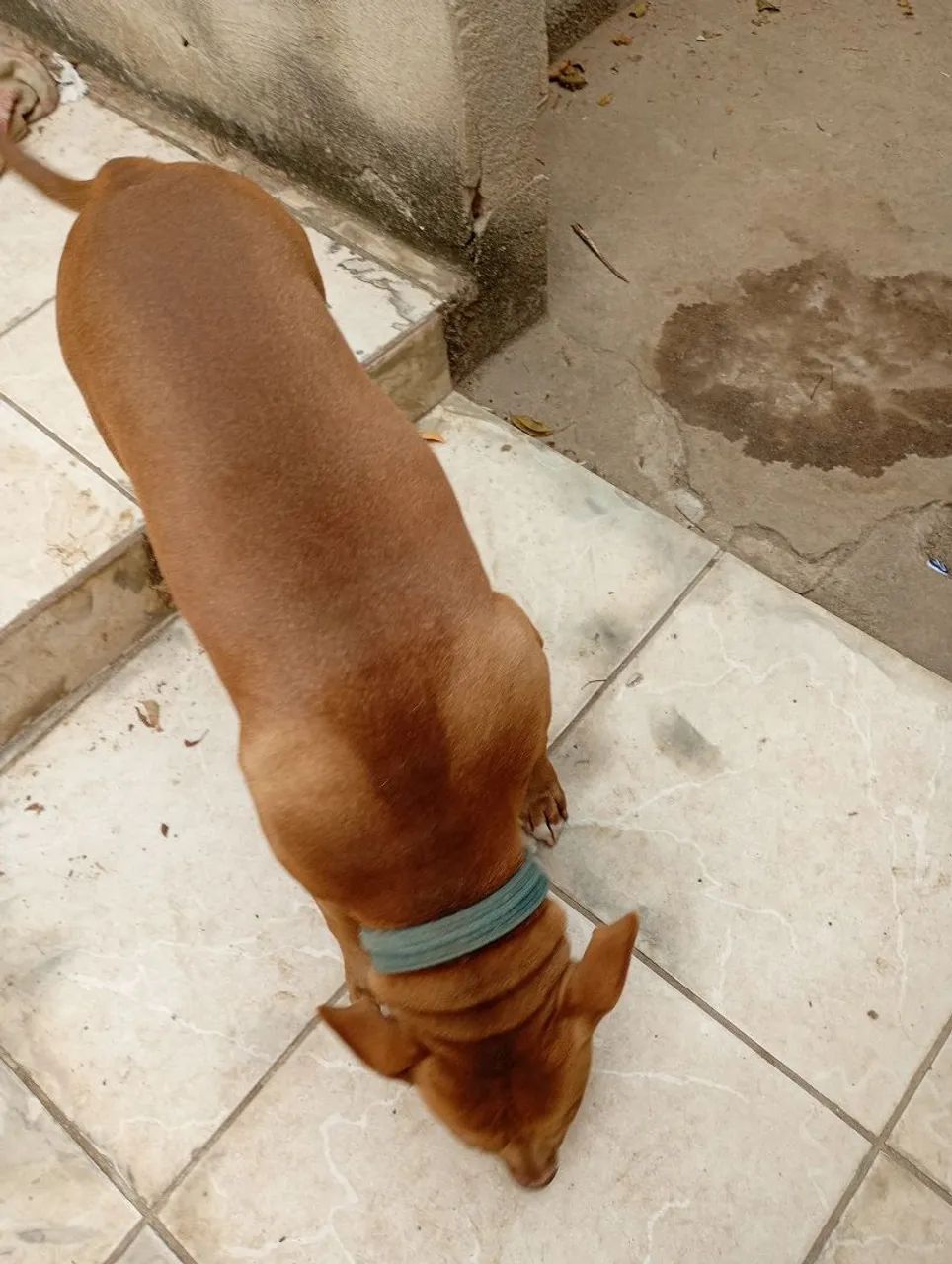 Cachorra Pit bull - Foto 2