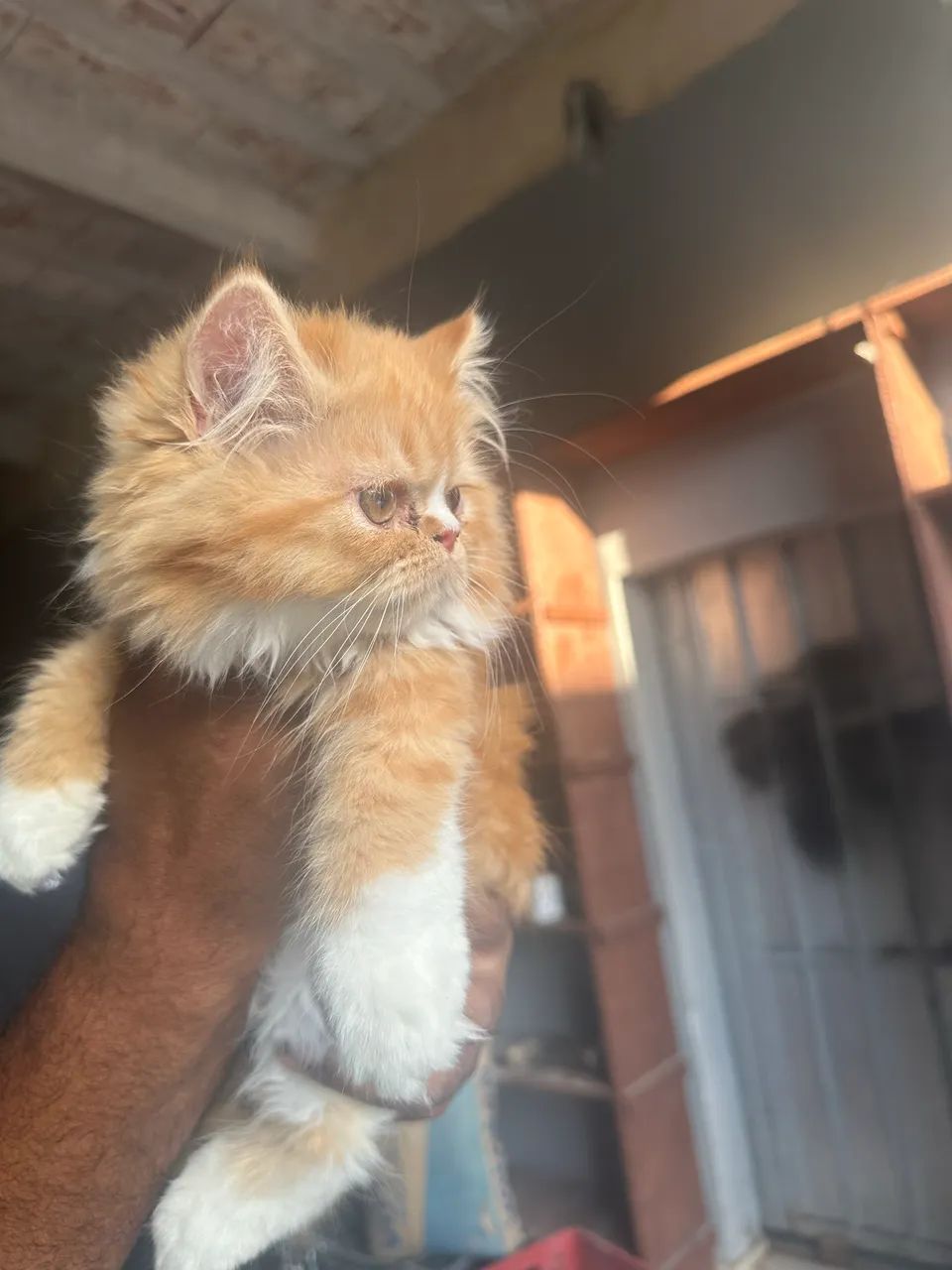 Gato persa  - Foto 4