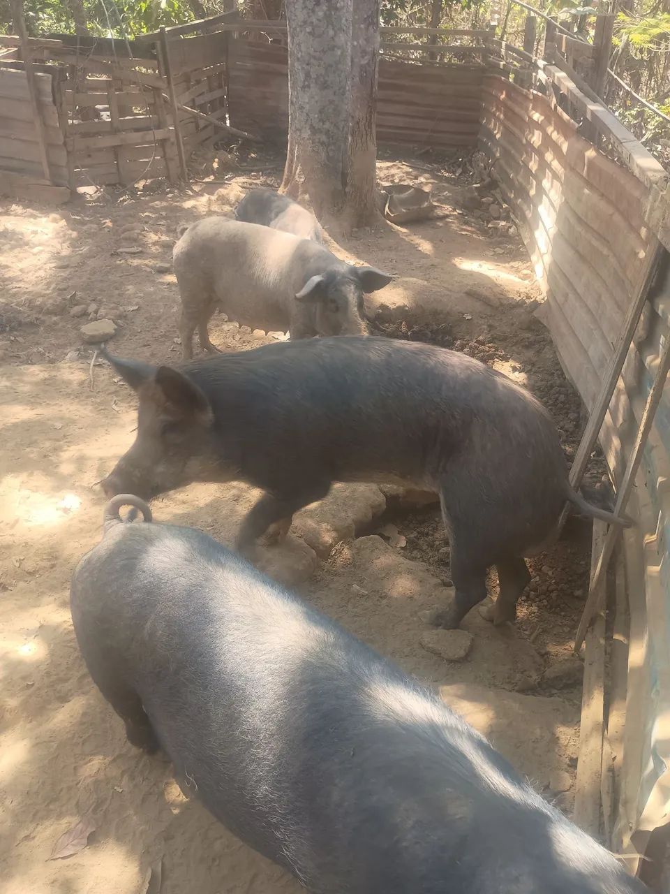 Porcos - Foto 2