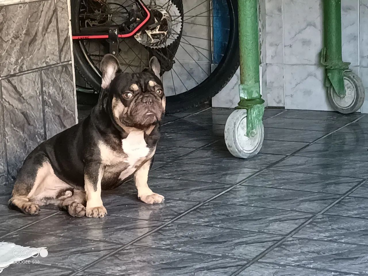 Disponível para cobertura  - Foto 4