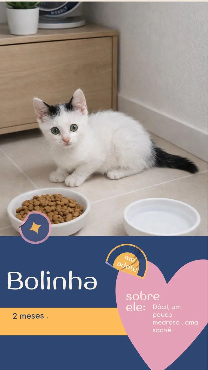 Gatinhos para adoção responsável 