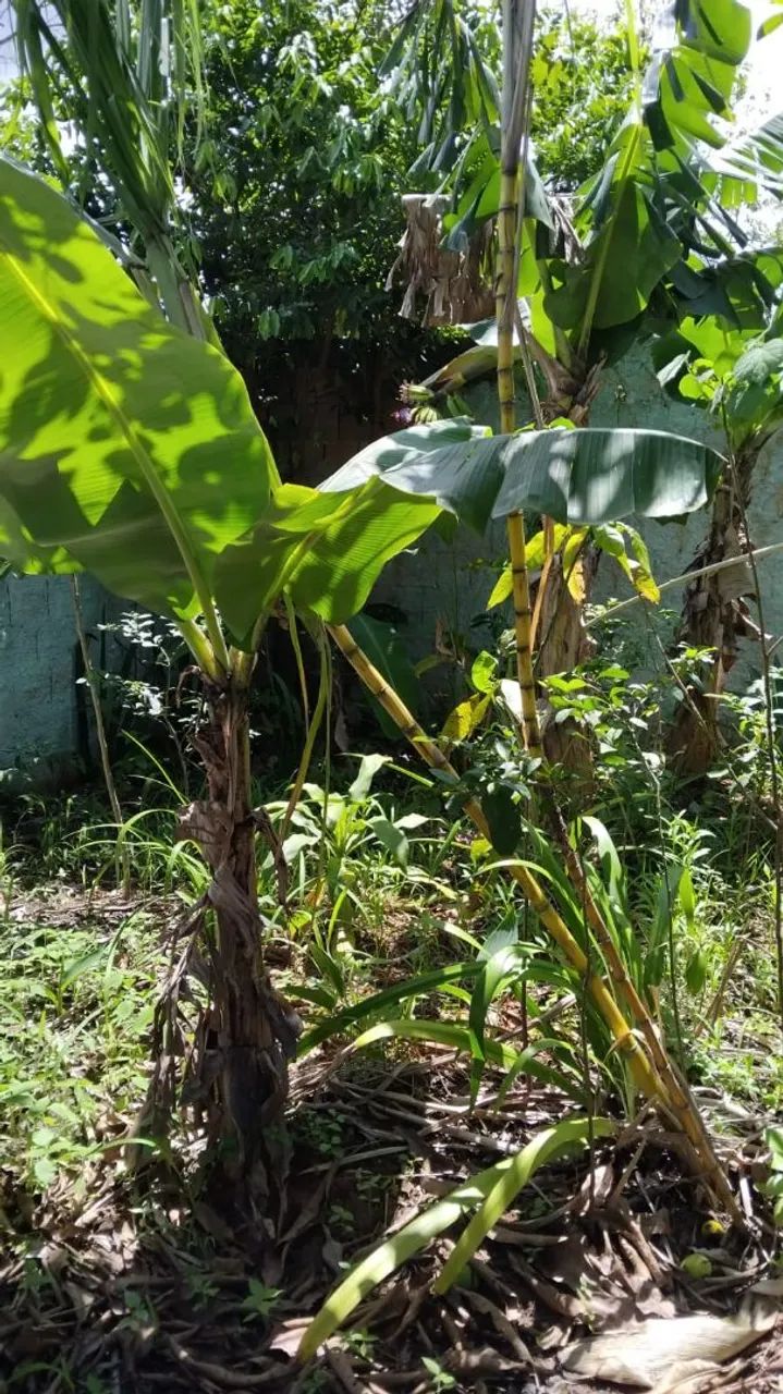 Vendo terreno com casa em obra  - Foto 2