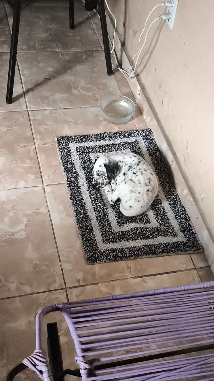 Vende se cachorro dálmata (macho) - Foto 4