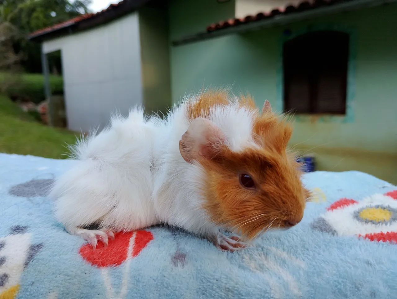 Porquinho da índia abissínio  - Foto 2