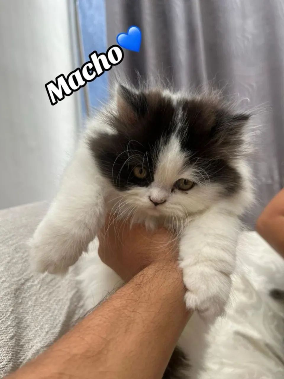 Persas Dollface Americanos  - Foto 5