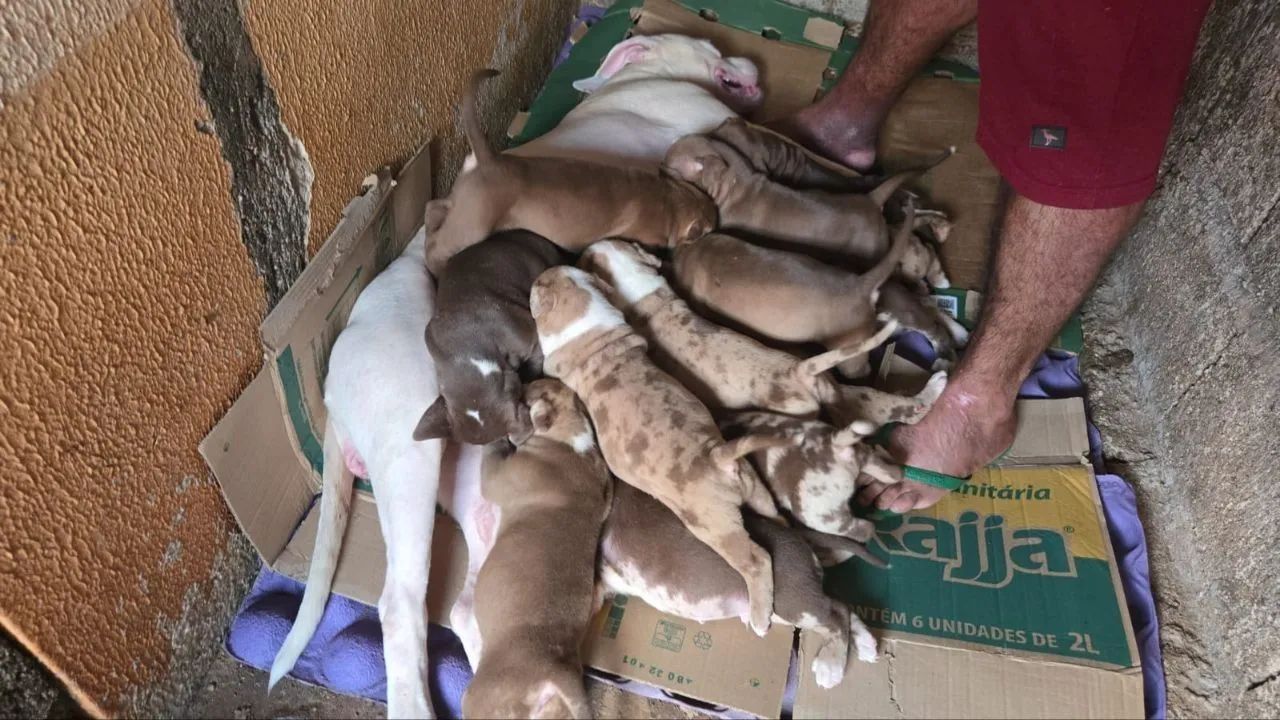 American Bully/ / Pit monster  - Foto 2