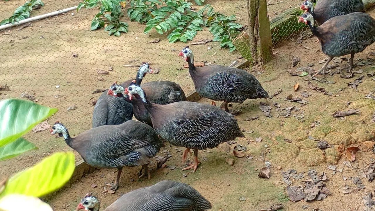 Galinha da angola  - Foto 2