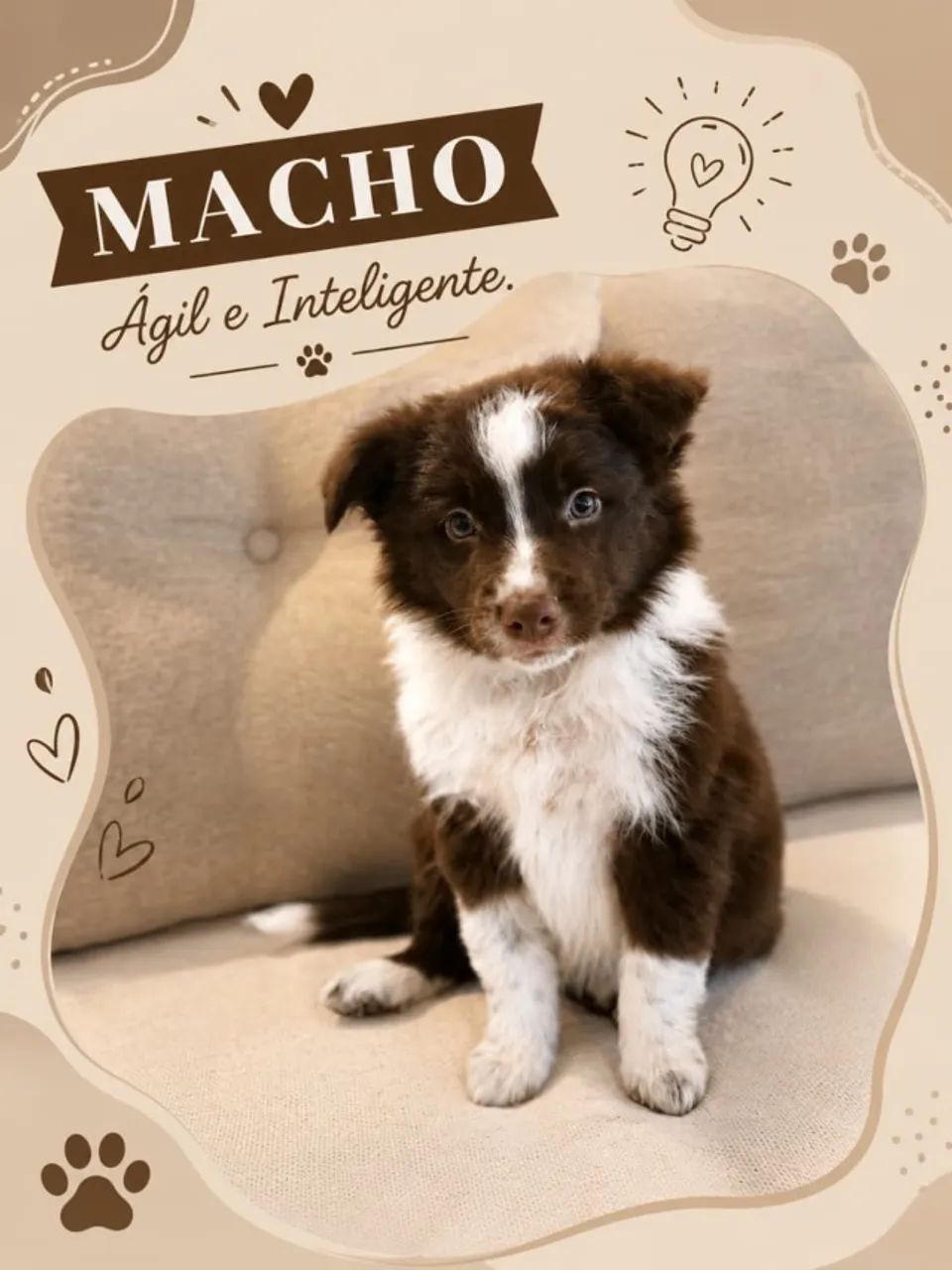 Filhotes de Border Collie - Foto 2