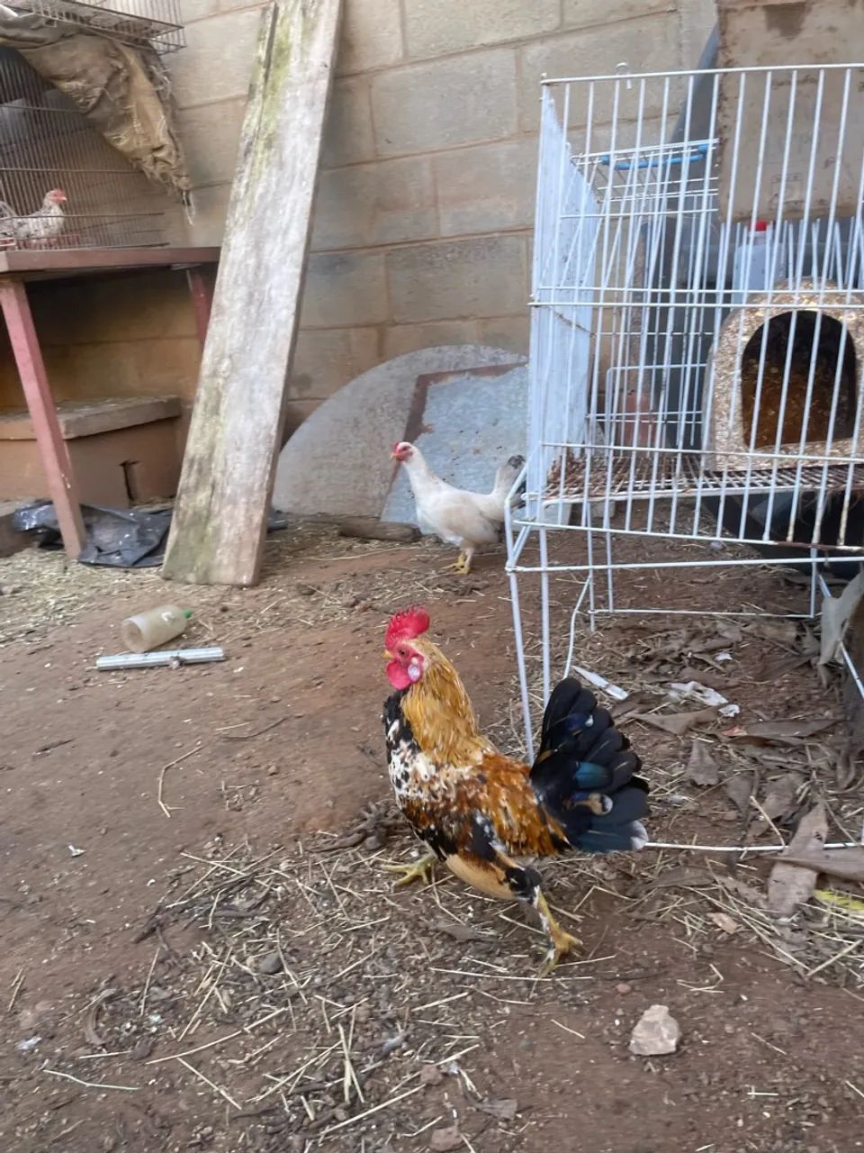 galos garnizé  - Foto 3