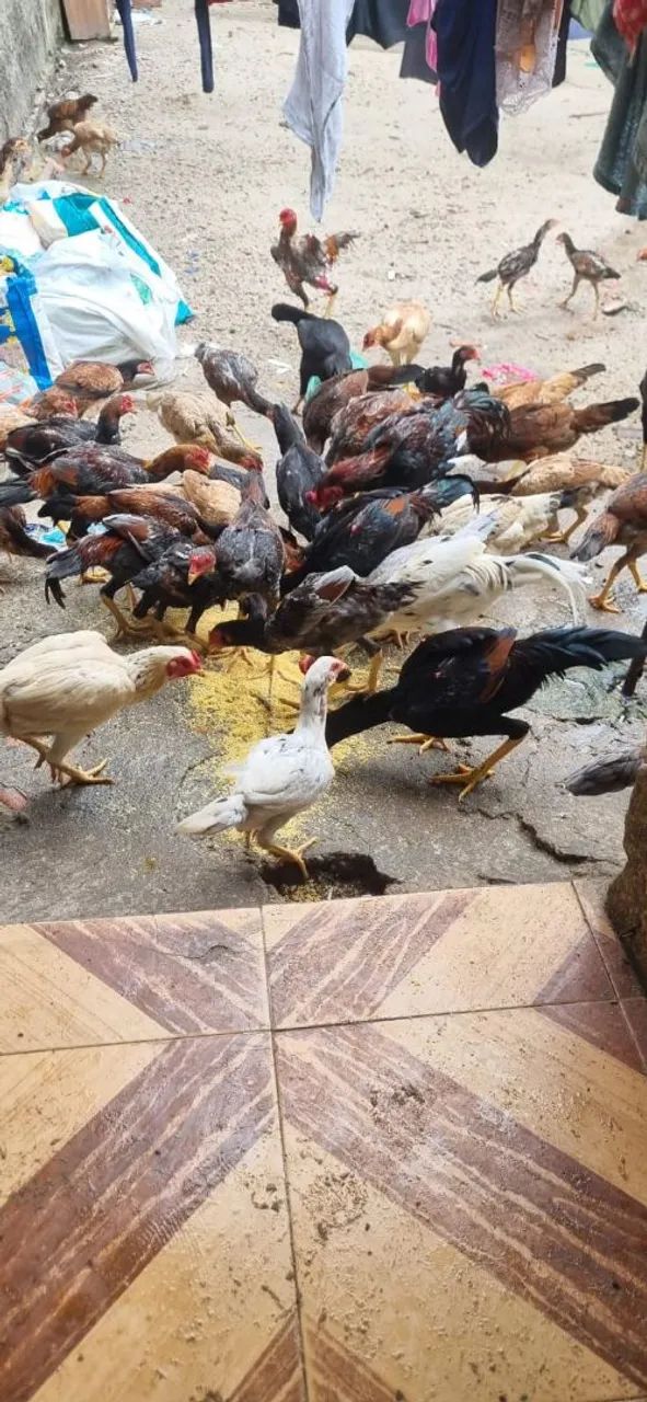 Frangos  e galinhas - Foto 4