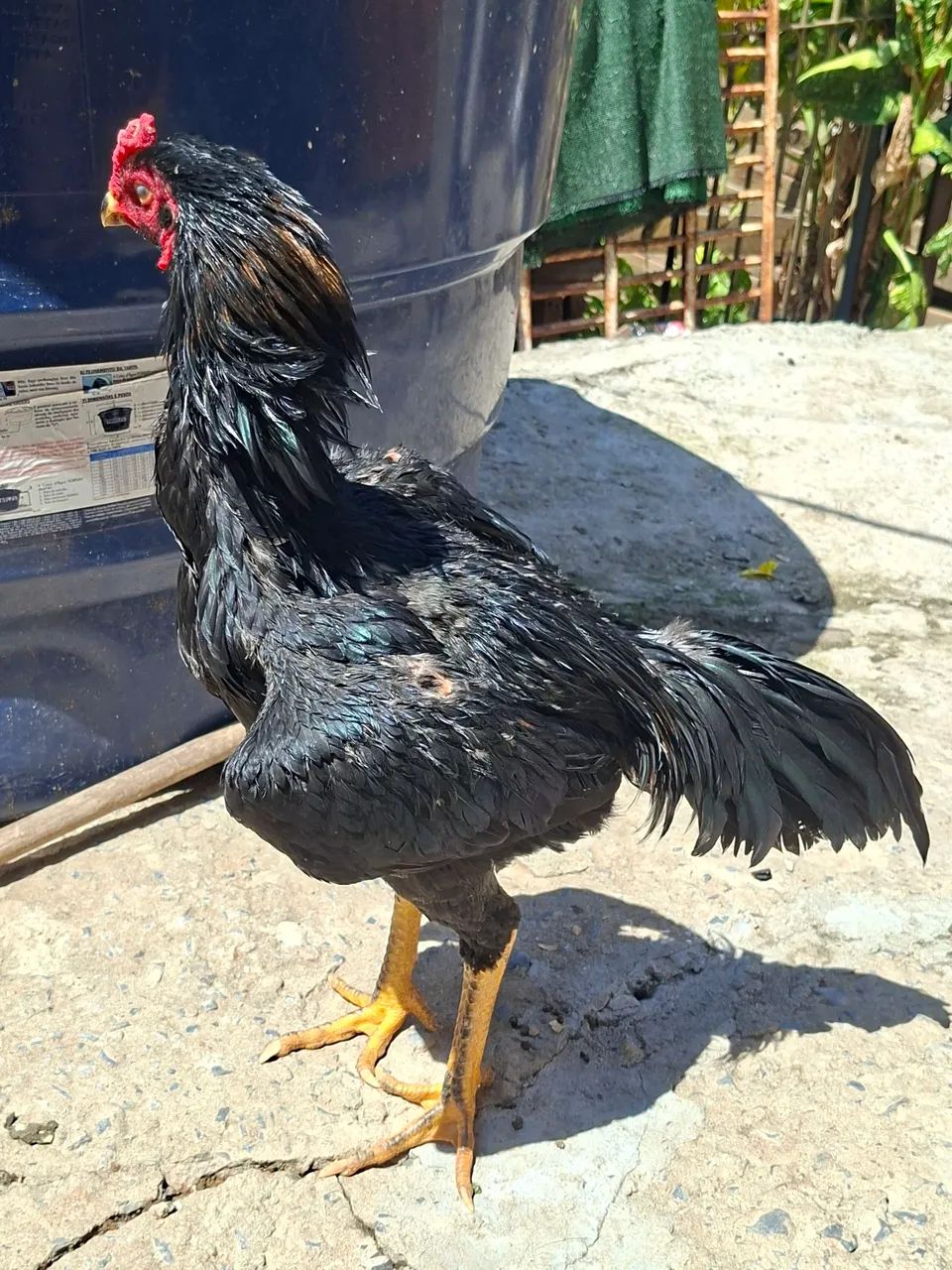 Frango Índio  - Foto 2