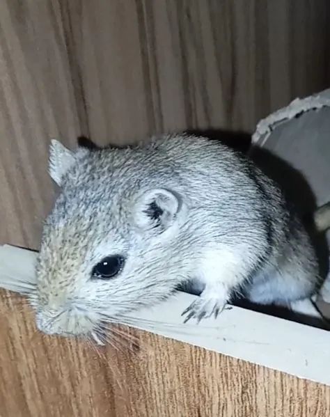 Esquilo da Mongólia  - Foto 2