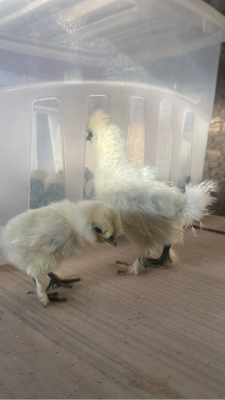 Sedosa do Japão  - Foto 4