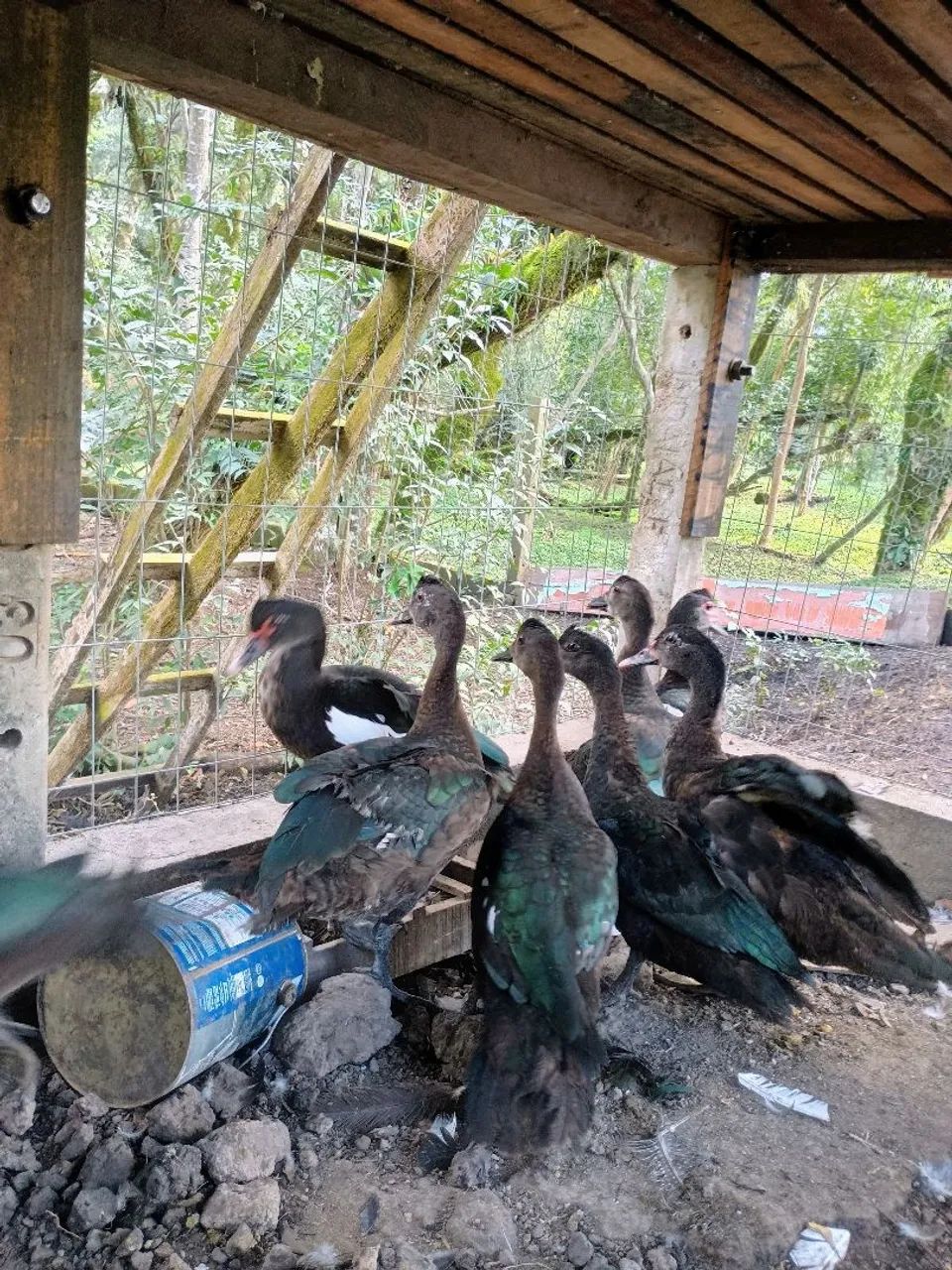 Vendo Patos(as) negros - Foto 3
