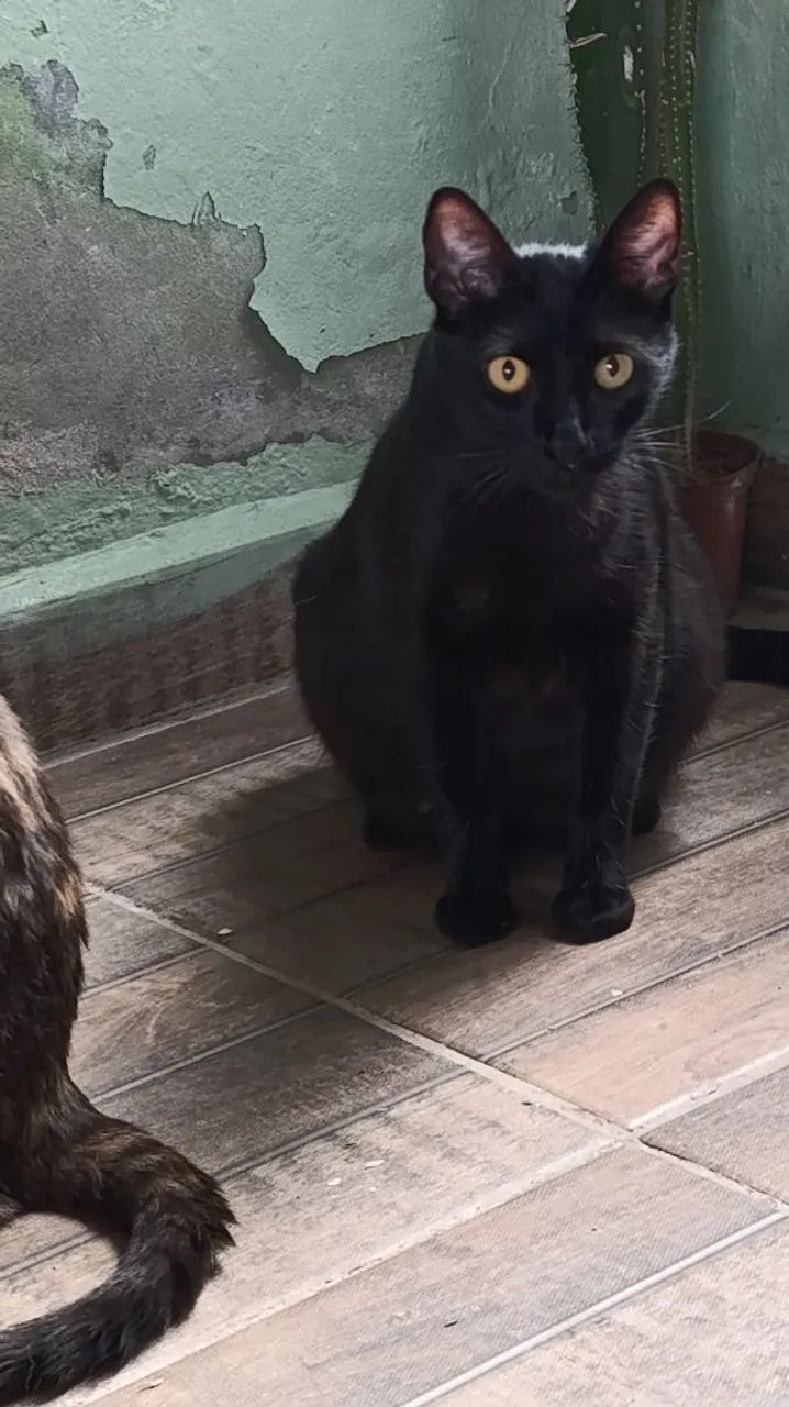 Doação de gatos 