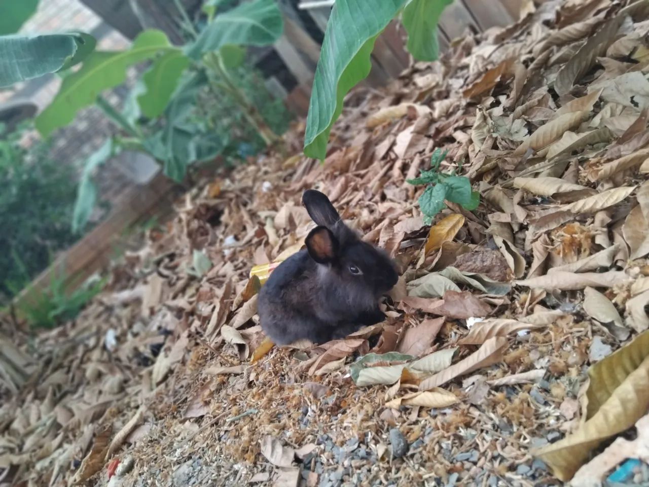 Coelho macho  - Foto 3
