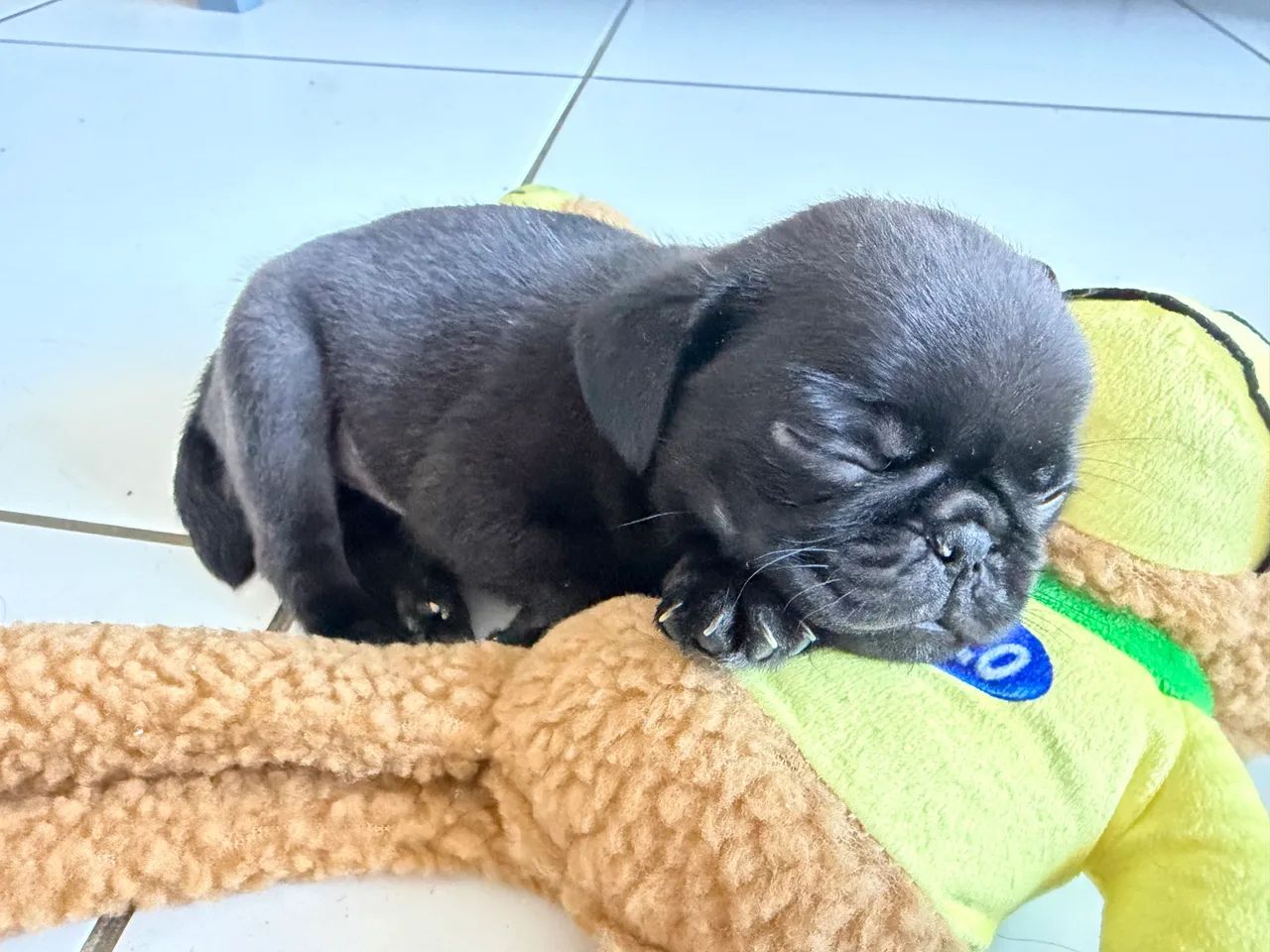 ? PUG PRETO ? LINDO E RARO! ? Macho  - Foto 5
