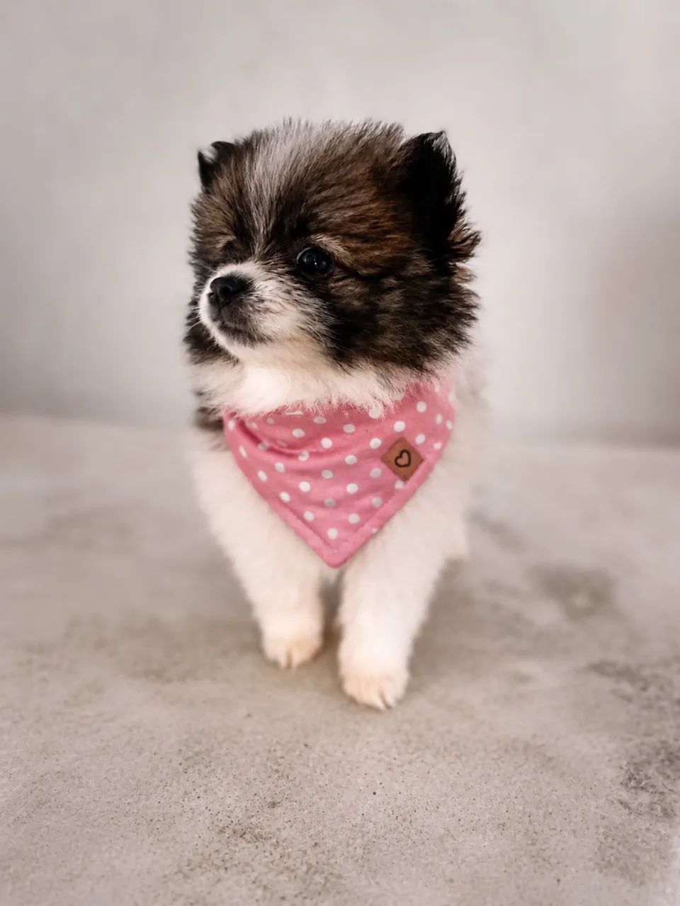 Spitz alemão 