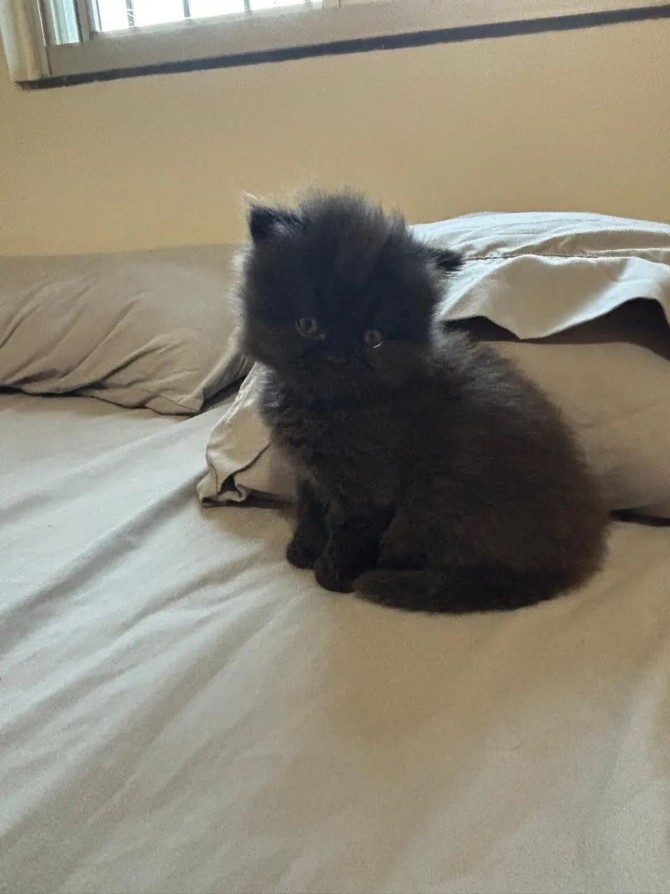 Vendo gato  - Foto 2
