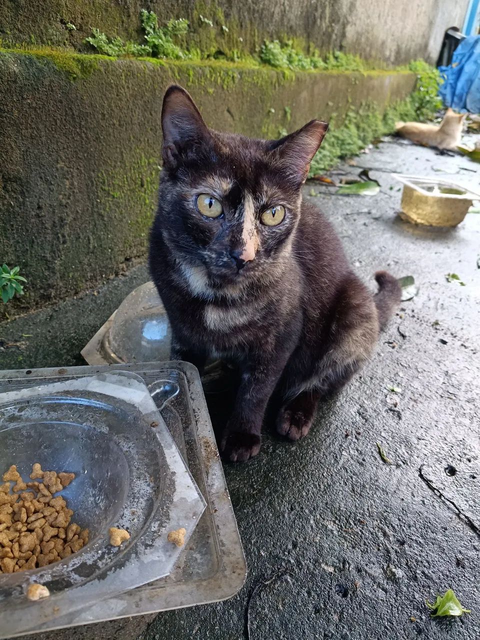 Gatas - Foto 5