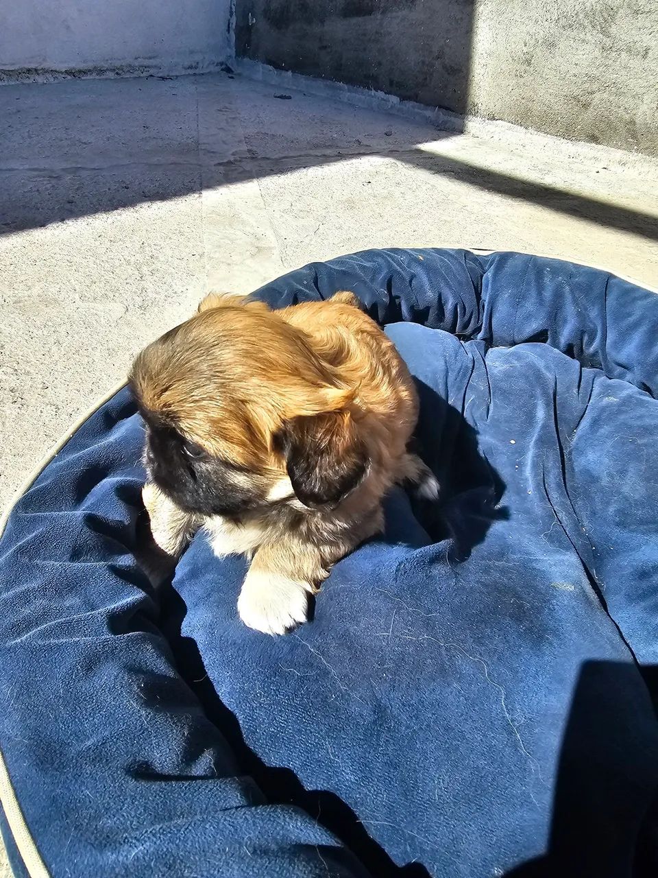 Pequines  - Foto 2