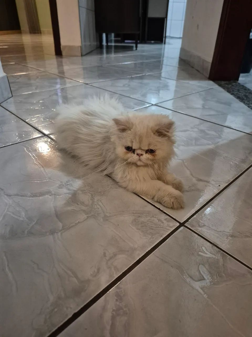 Gato Persa - Foto 4