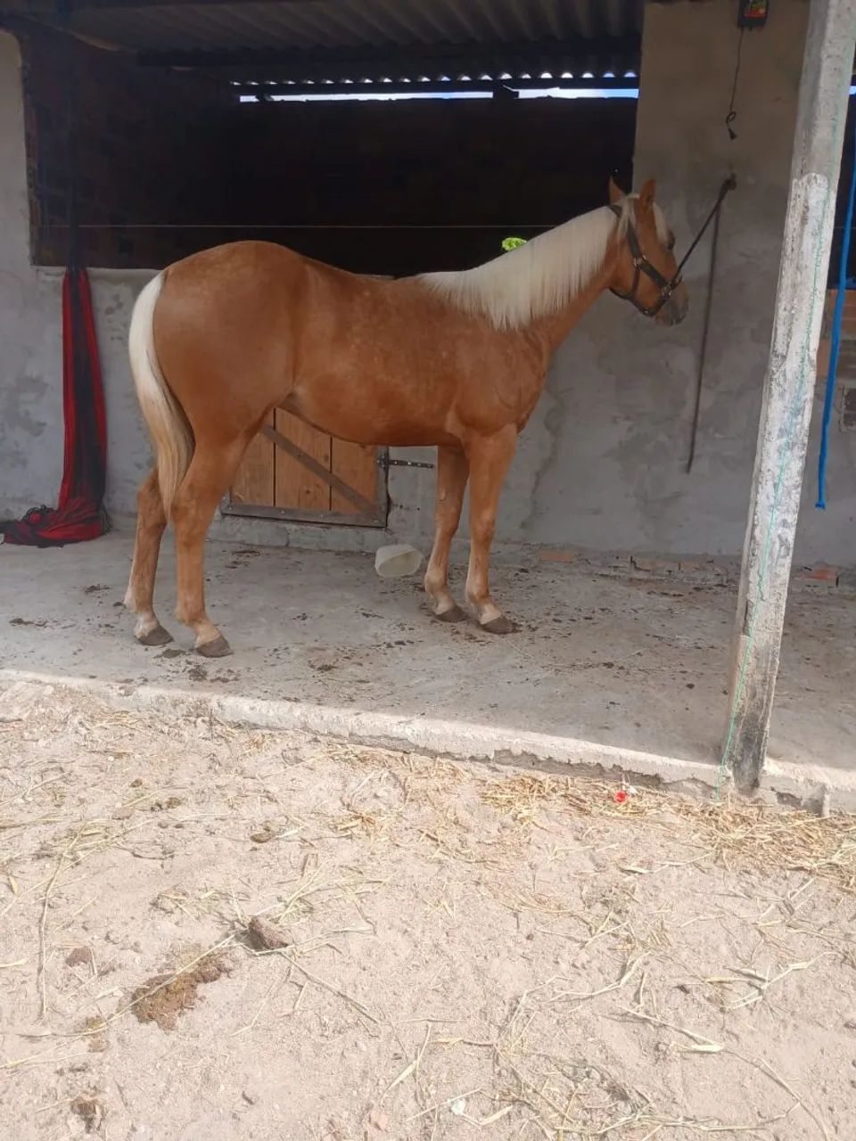 Potro quarto de milha puro  - Foto 3