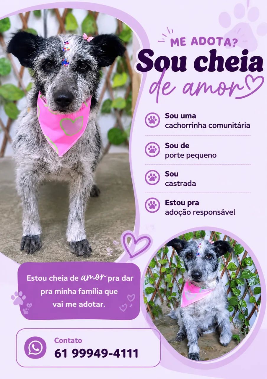 Cachorra 