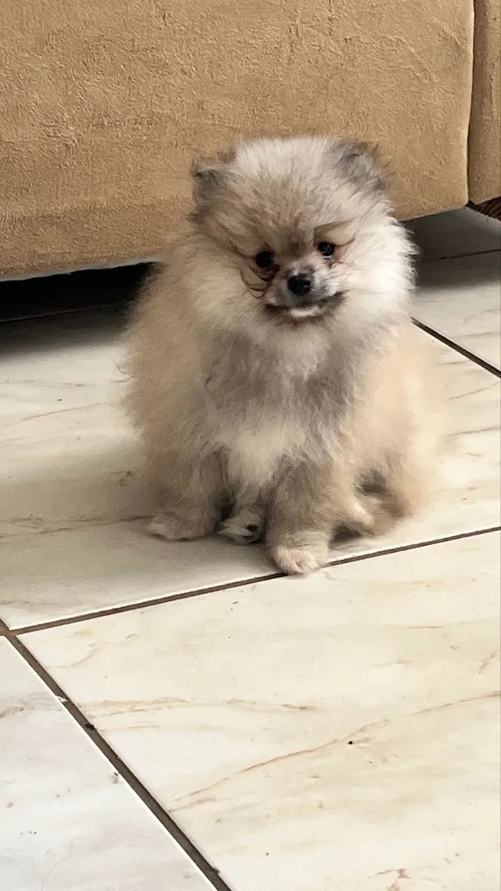 Spitz alemão  - Foto 4