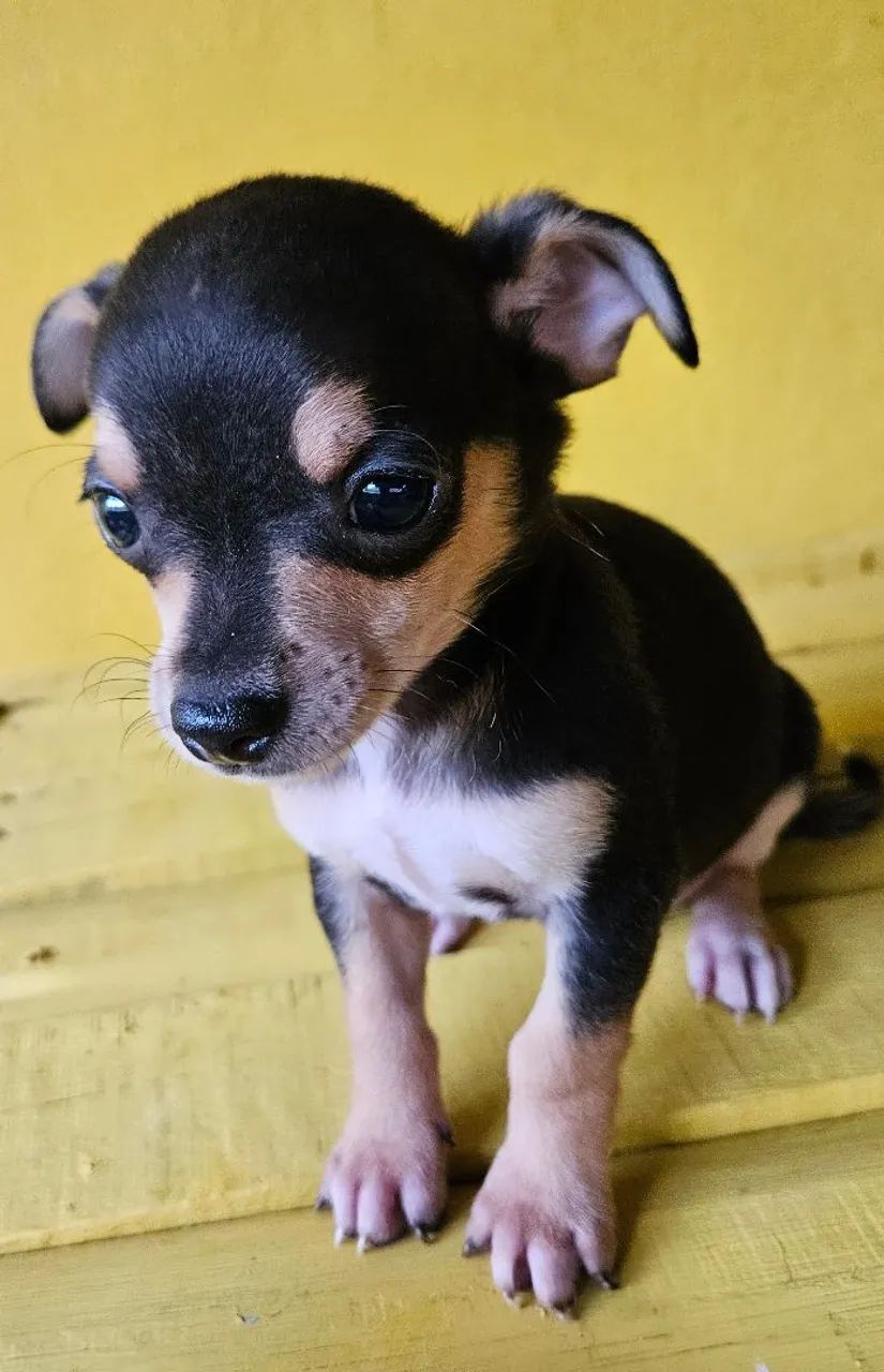 Pinscher macho - Foto 2