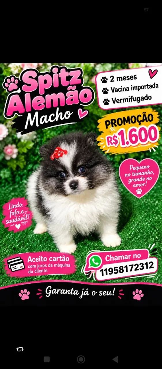 Pet Spitz  - Foto 3