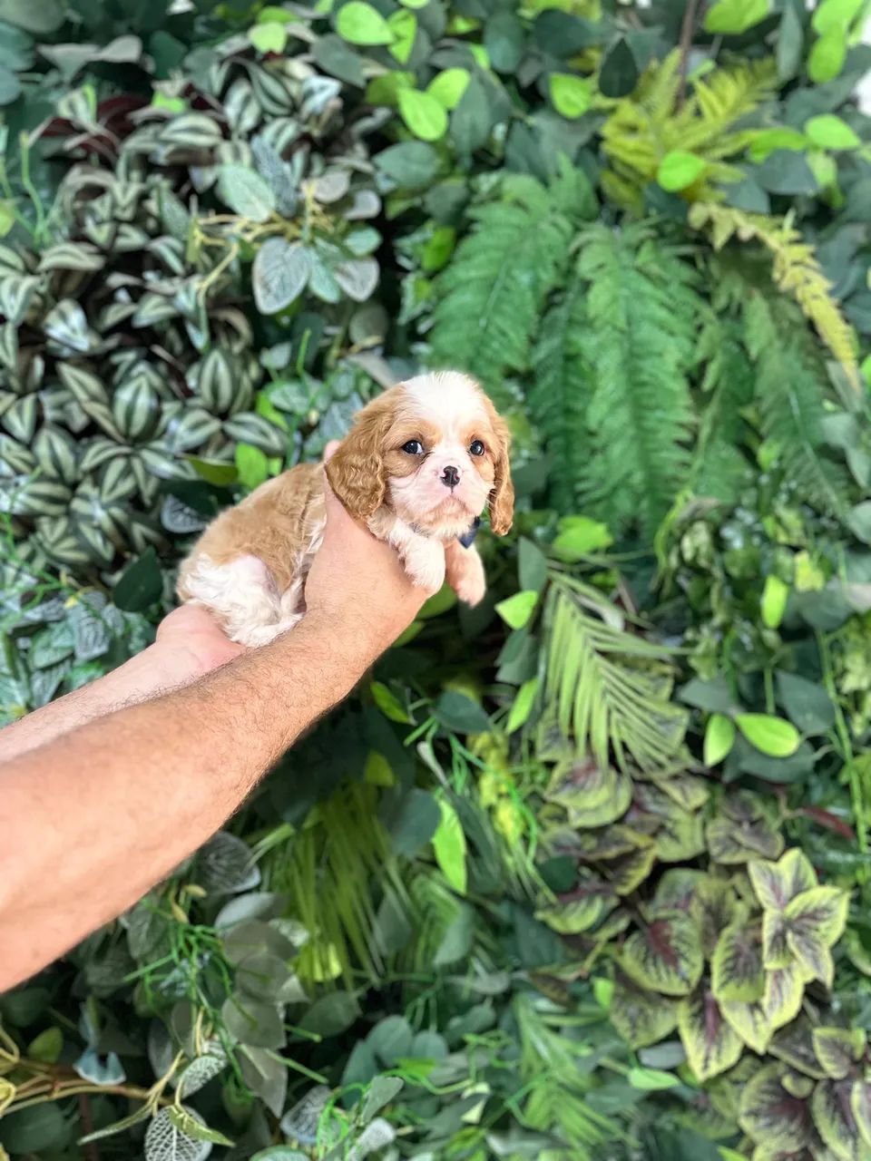 Cavalier king charles espanhol - Foto 2
