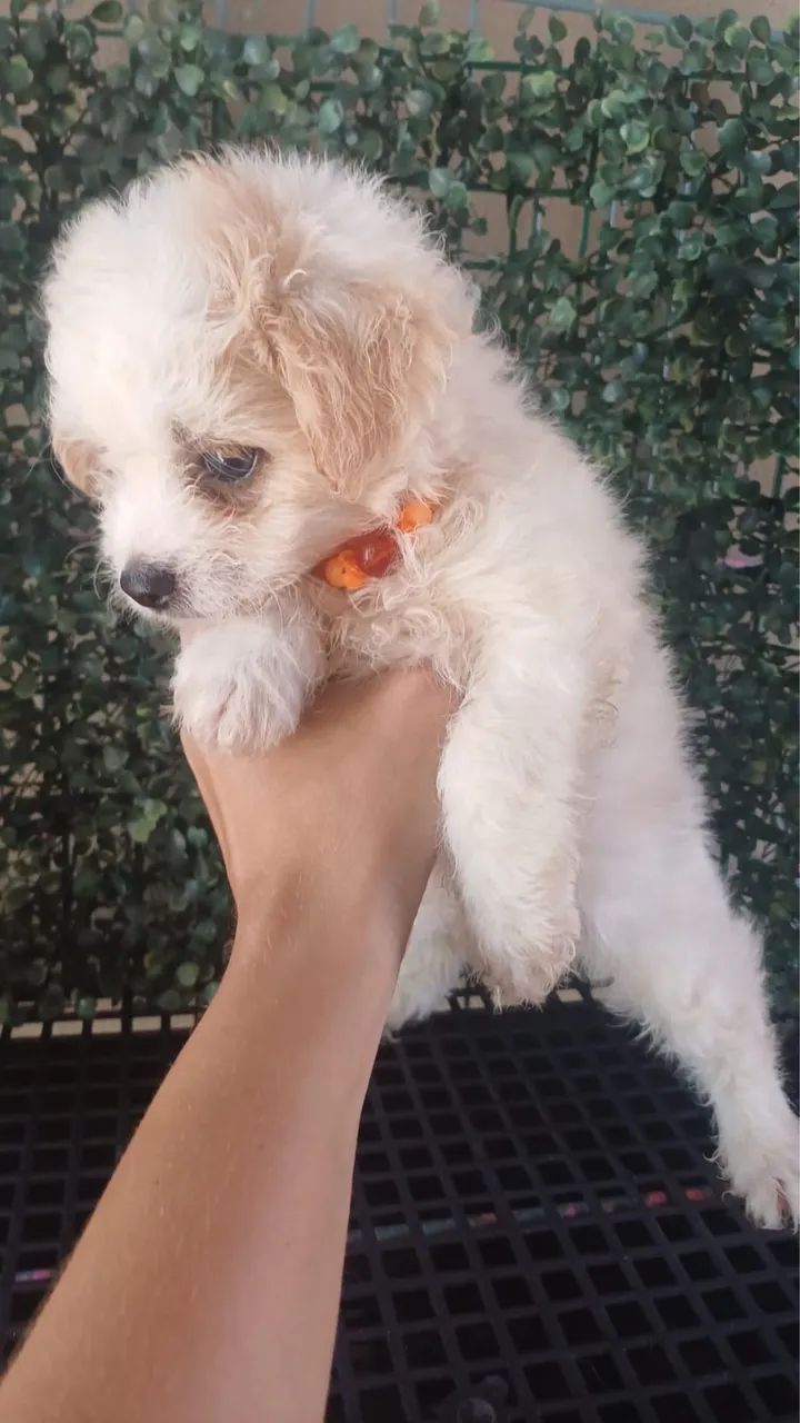 Cachorro 