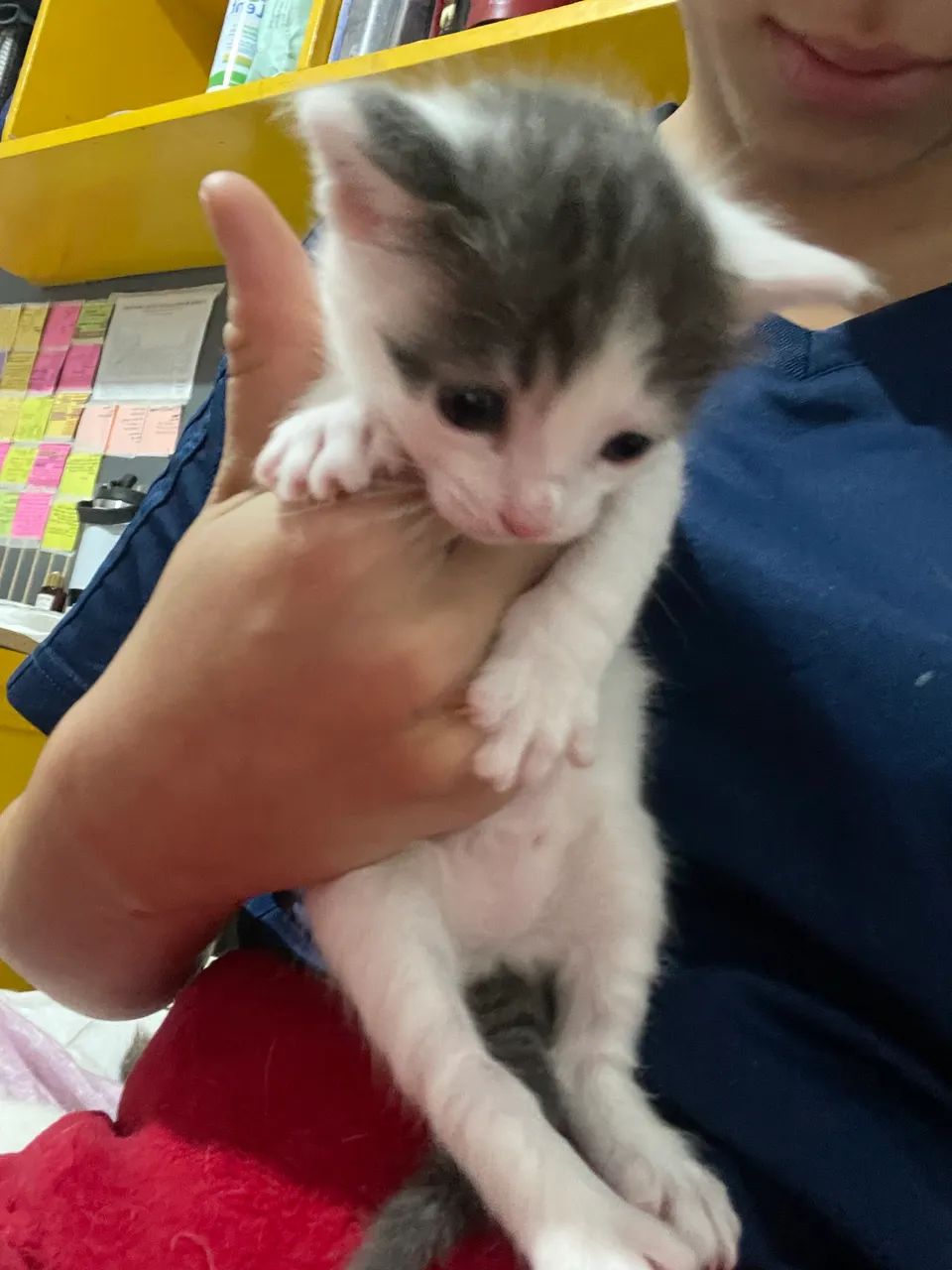 adoção de filhote de gato - Foto 2