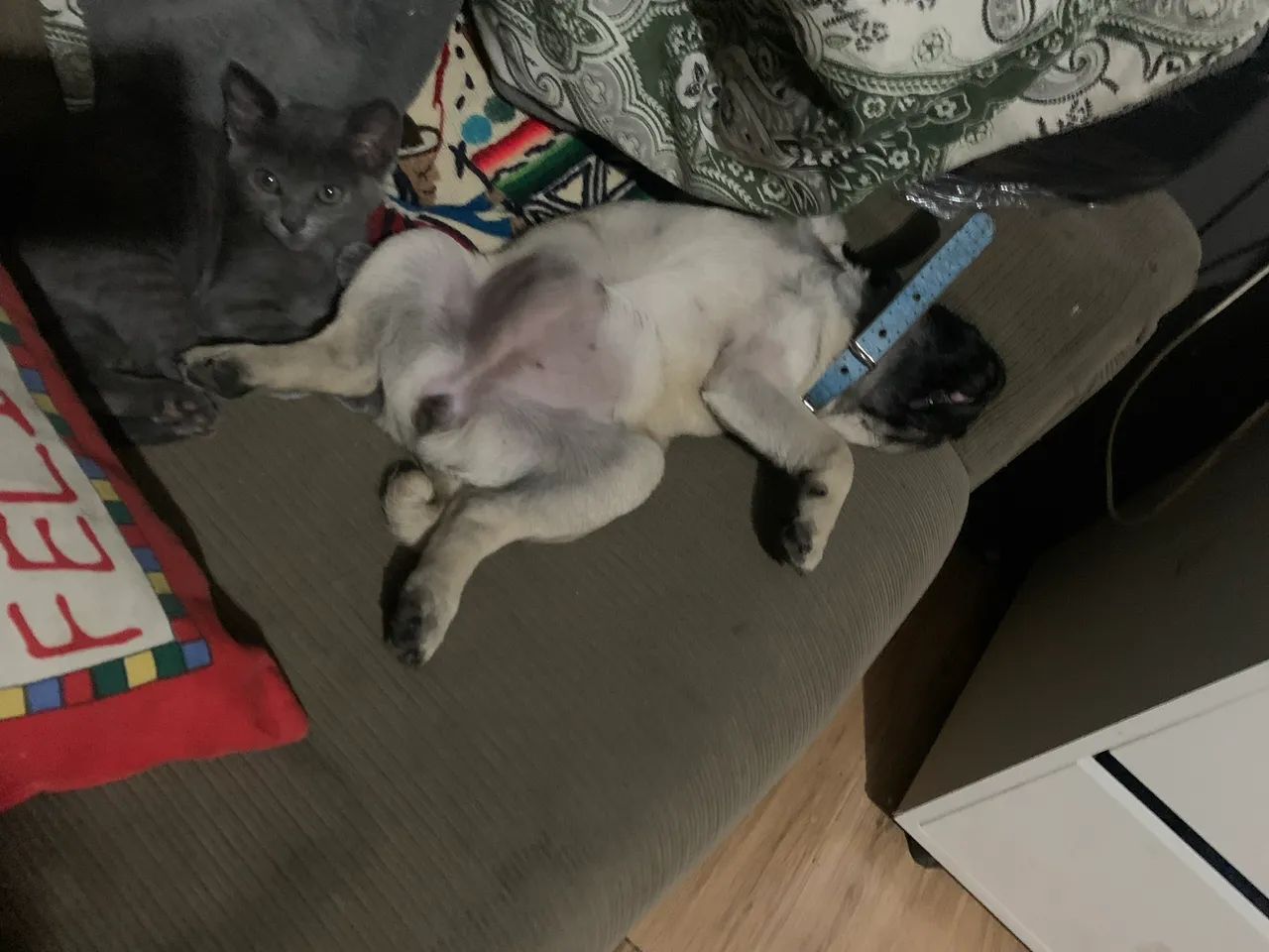 pug fêmea  - Foto 2