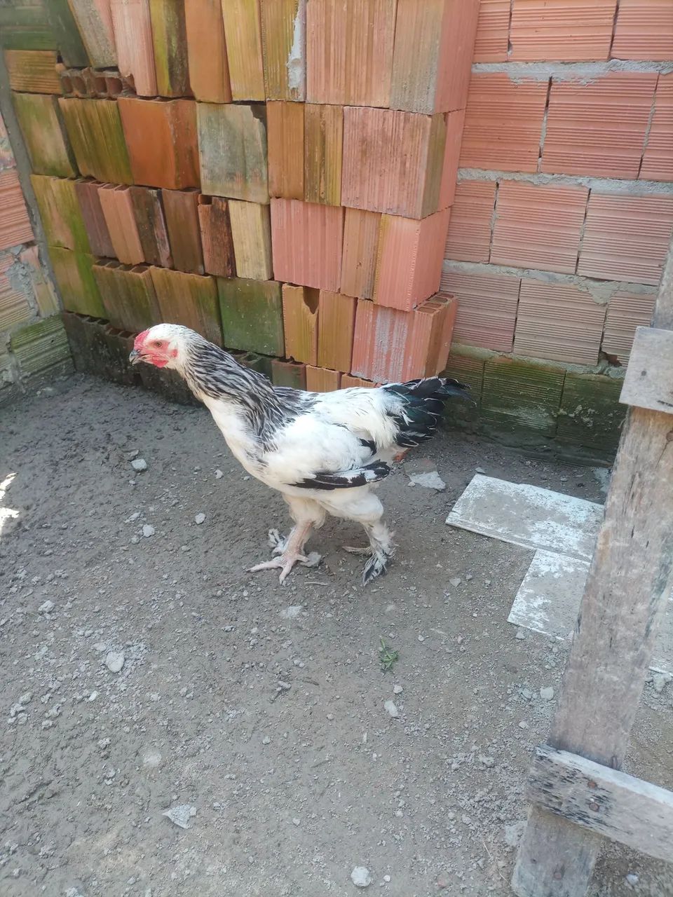 V/ este lindo casal de Brahma  - Foto 4