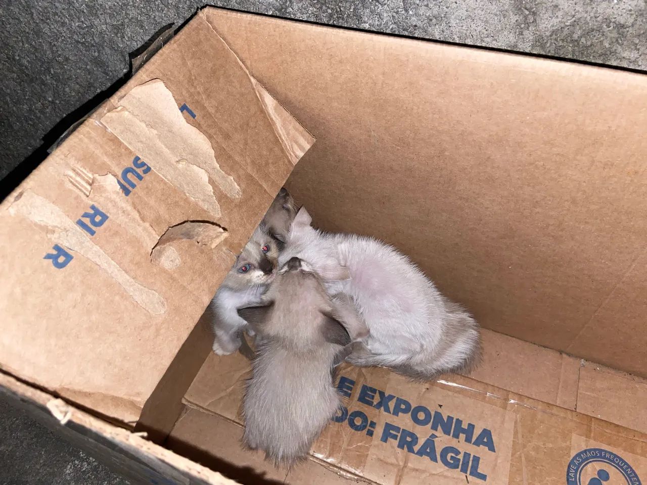 Doação - Foto 4
