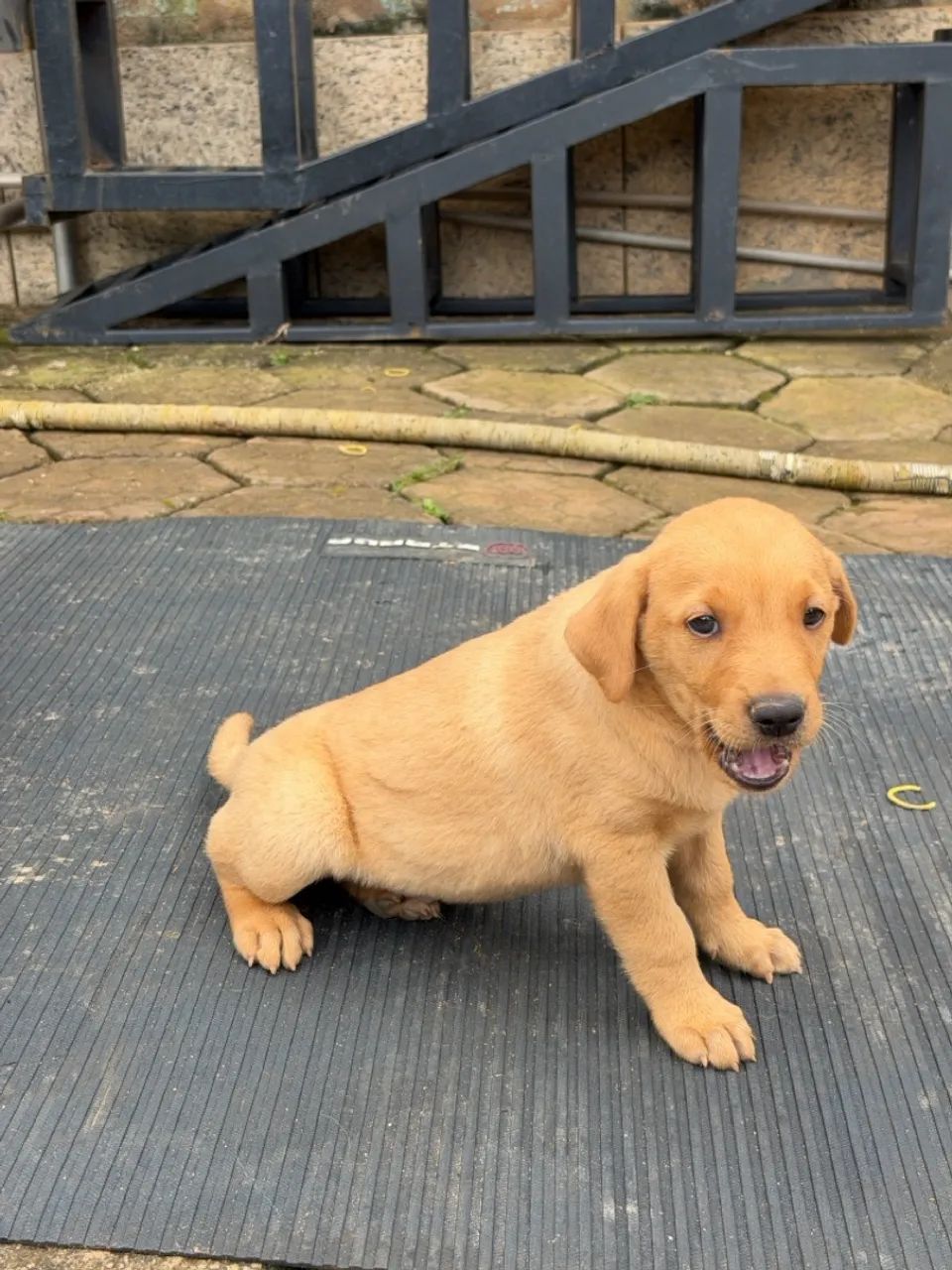 Filhote de golden com labrador 