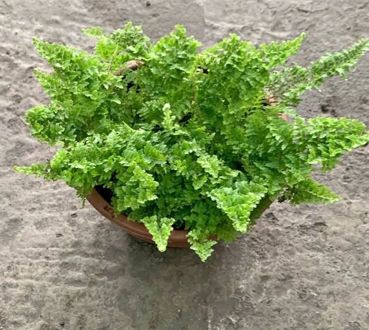 Lote de plantas  - Foto 4