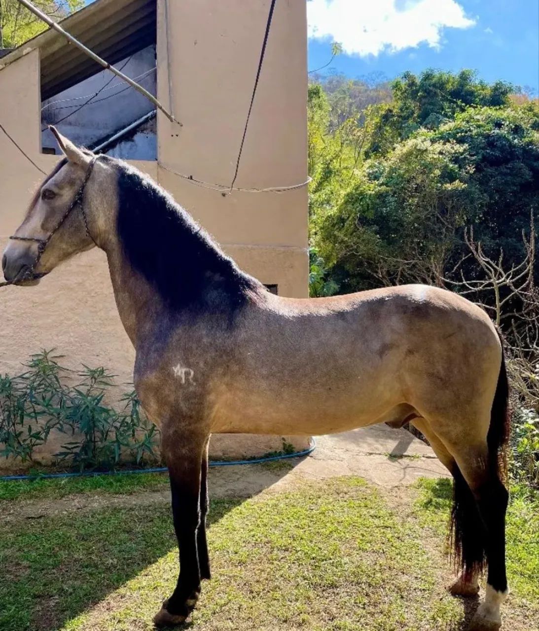Doação Cavalo