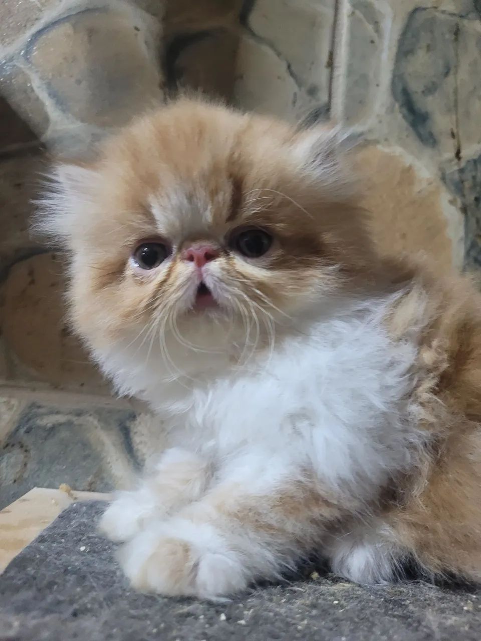 Gato PERSA MACHO 